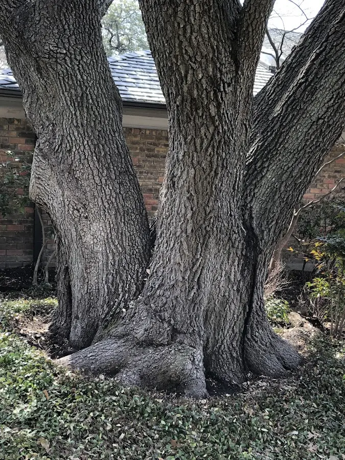 Mature heritage tree close to a Milford property cared for by certified arborists